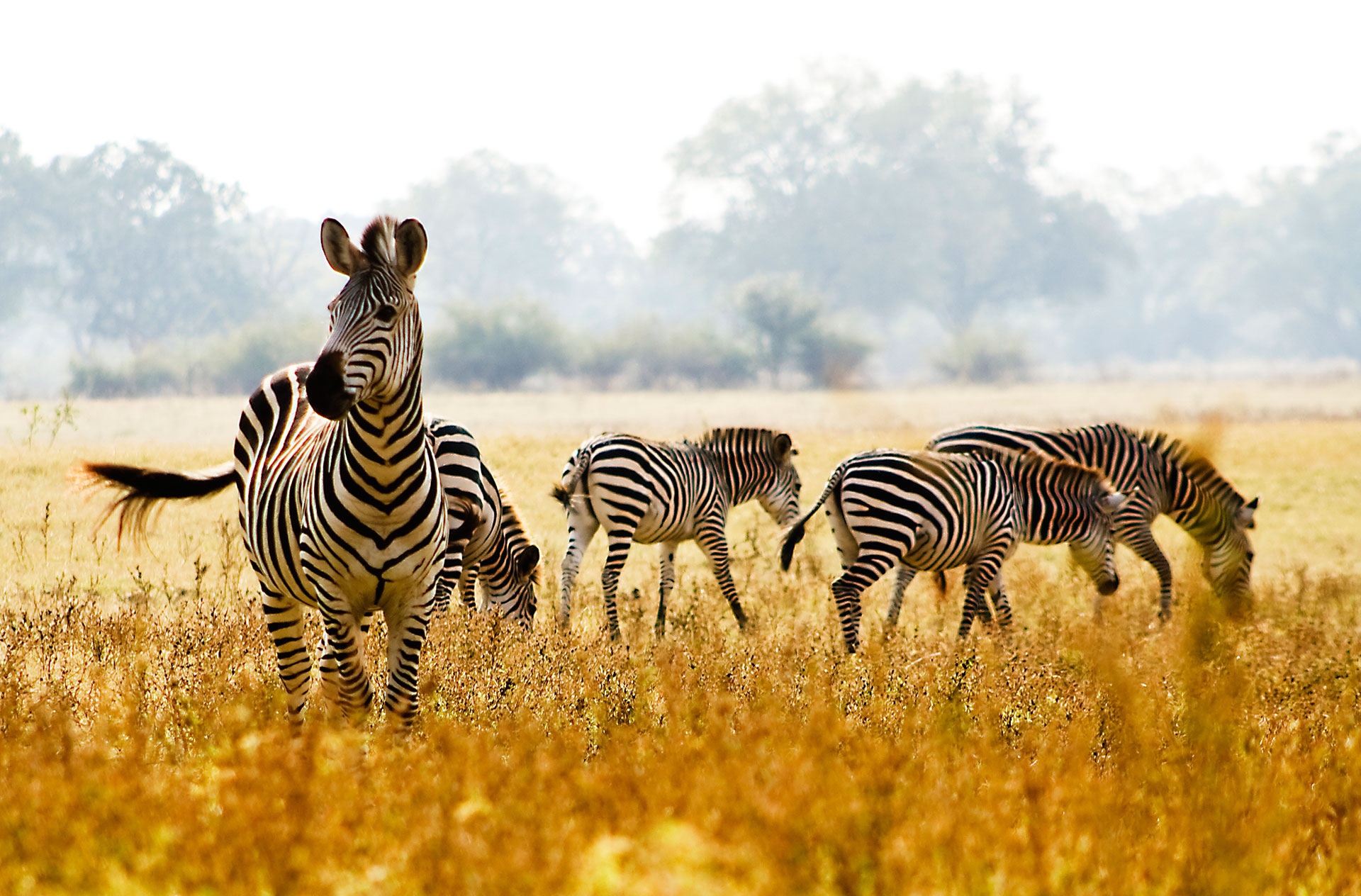 Family of Zebras