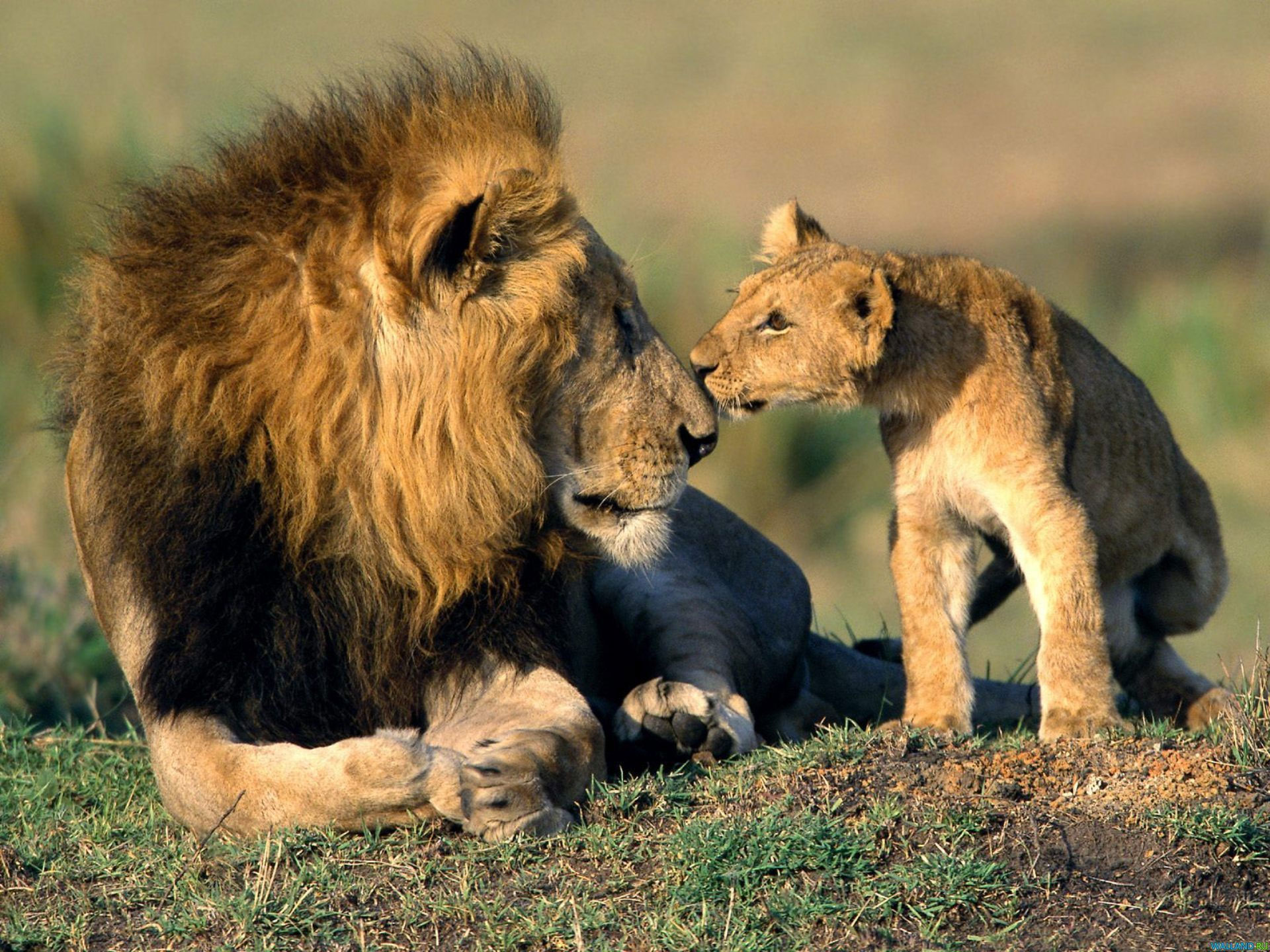 Lions, father and son