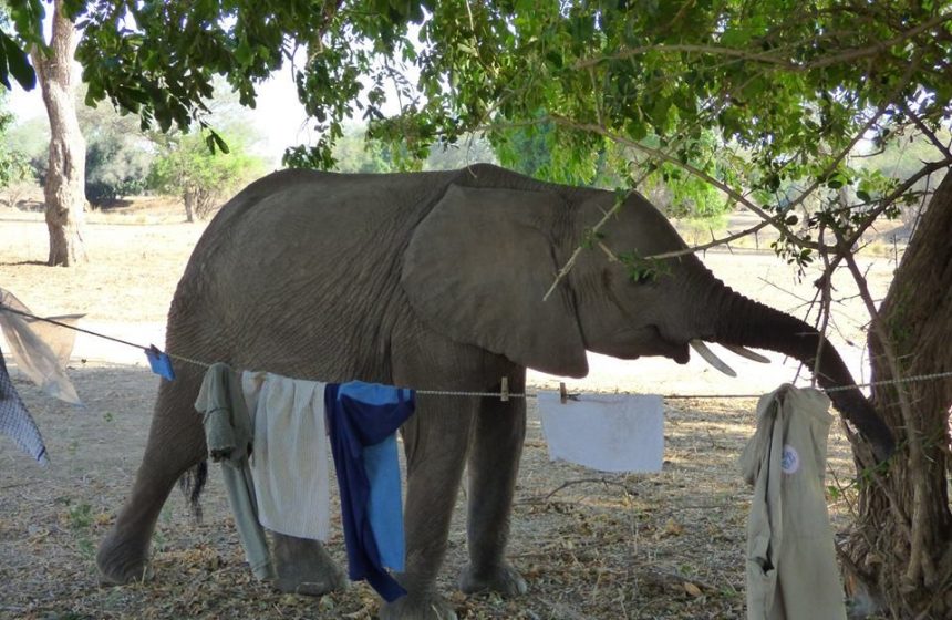 Baby elephant discovers our clothing line.