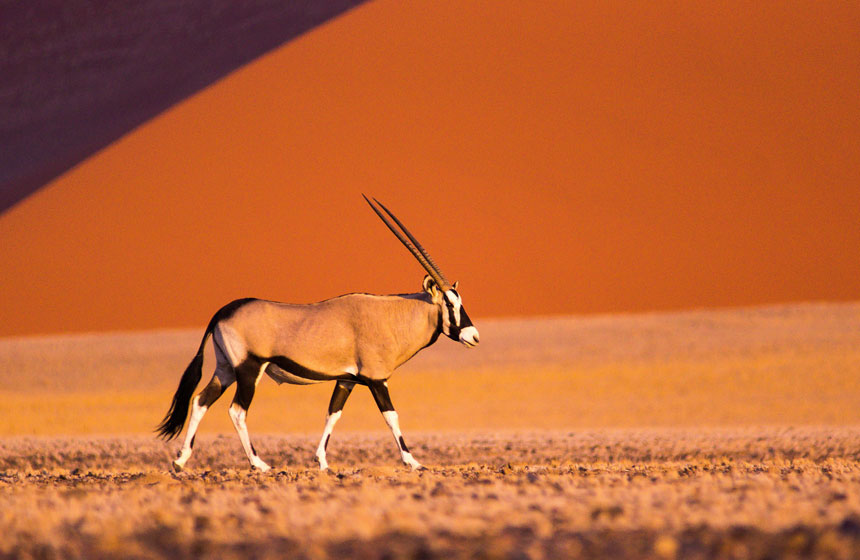 Antelope in the Sun, Namibia tours, Escape to Africa Safaris