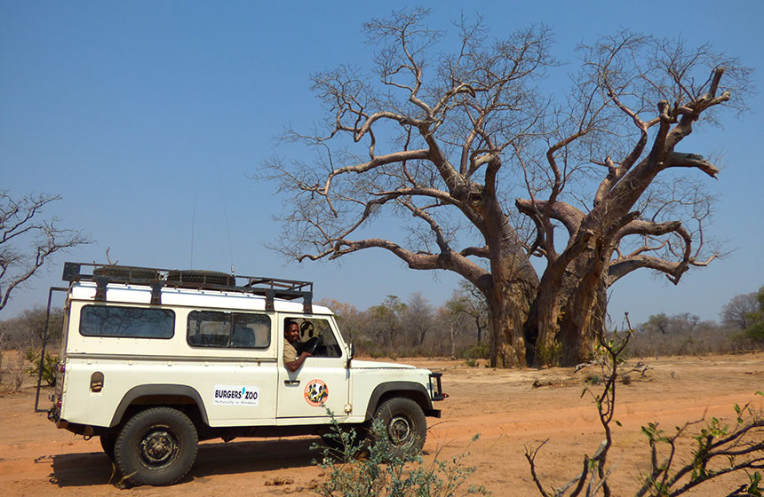 Out on a safari, Painted dog conservation, Escape to Africa tours