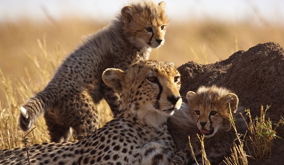 Family of felines, homepage of Escape to Africa Safari