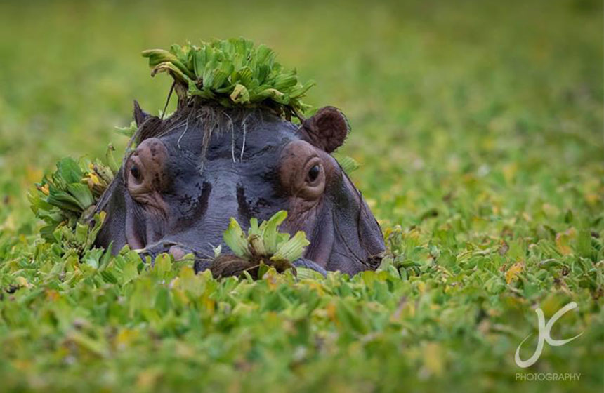 Hippopotamus head emerges from the swamp