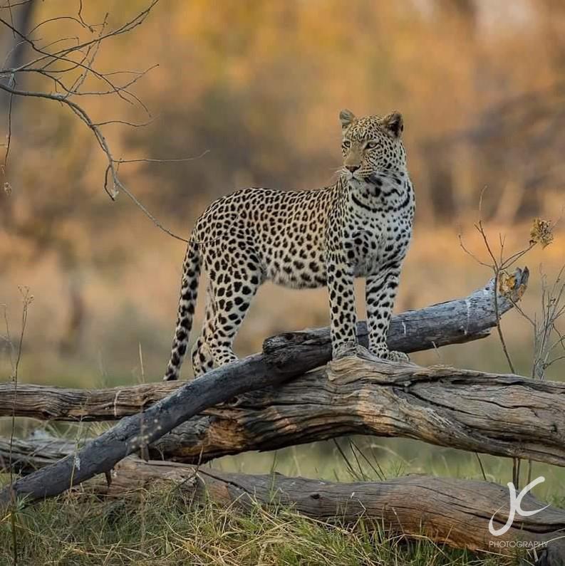 Female Jaguar